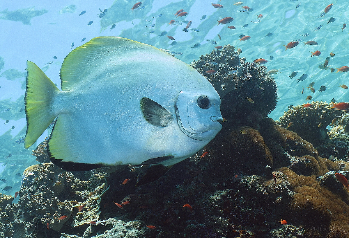 Sipadan_2015_Platax Orbiculaire_Platax orbicularis_IMG_3276_rc.jpg